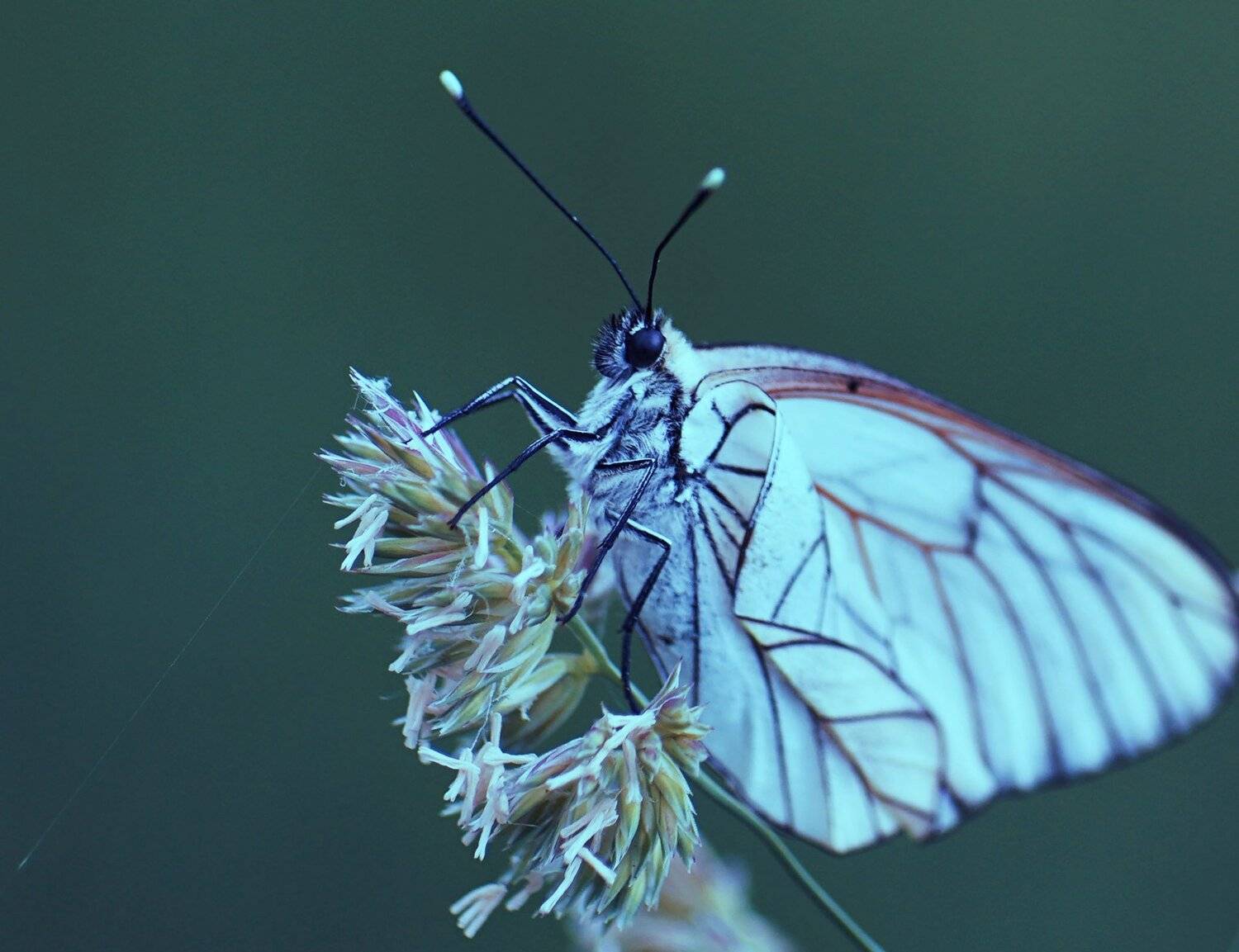 , Красимир Георгиев