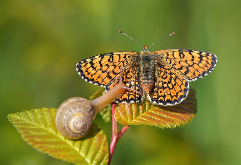 шашечница,улитка Массаж заказывали?)) (Бабочка и улитка.) фото превью