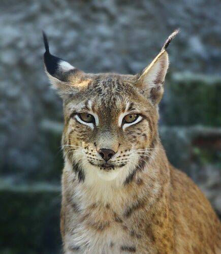 Lynx