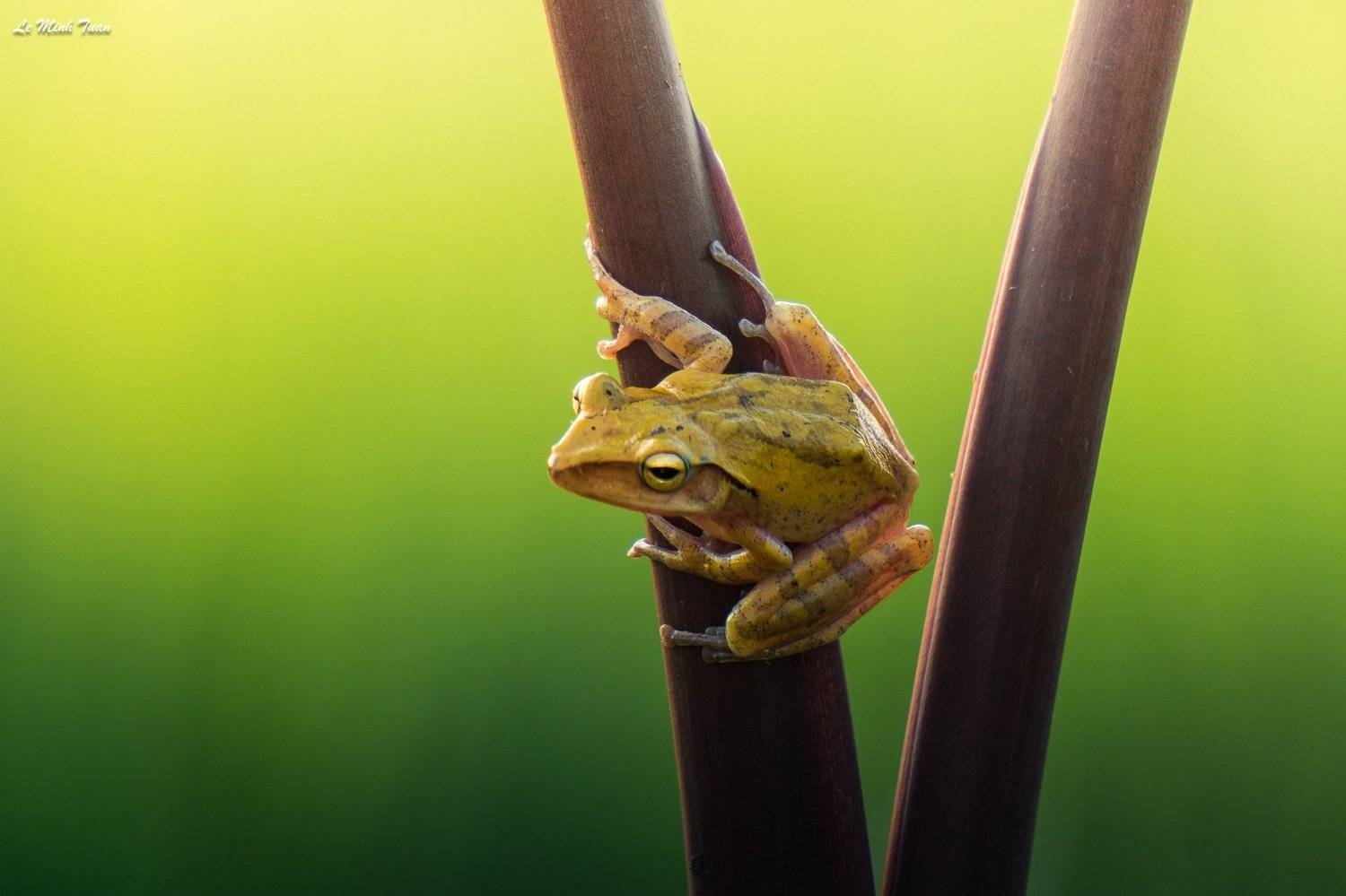 tree frog, L&ecirc; Minh Tuấn