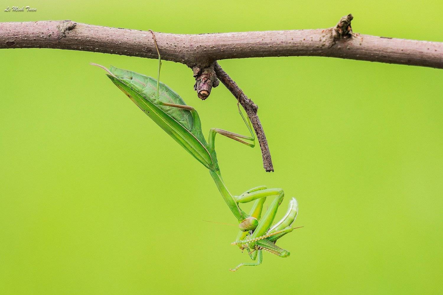 mantis, L&ecirc; Minh Tuấn