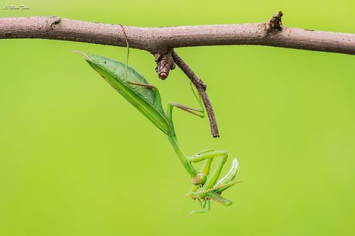 Mantis