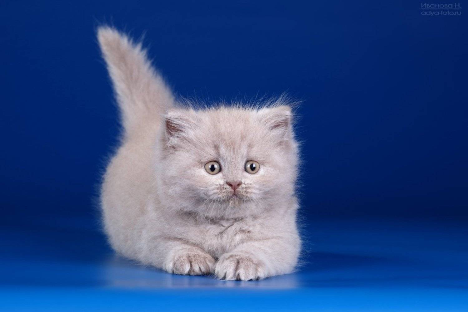 , Надежда Иванова