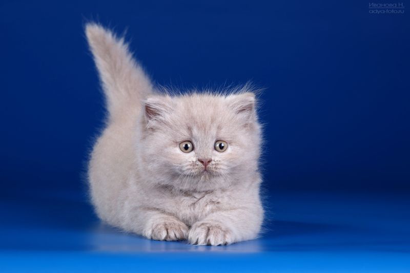 Держите хвост пистолетом! фото превью