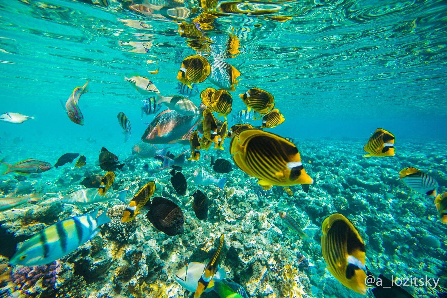 , Александр Лозицкий