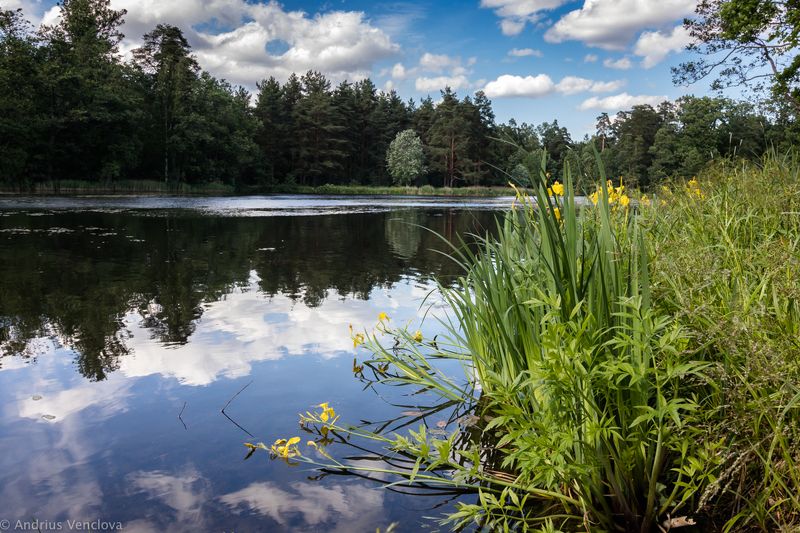Water flowers фото превью