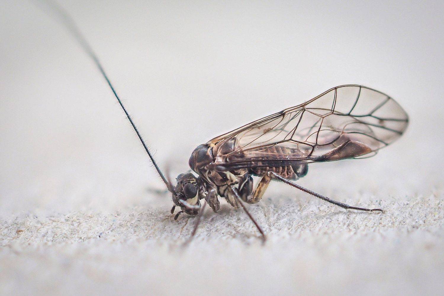 , Евгения Муравская