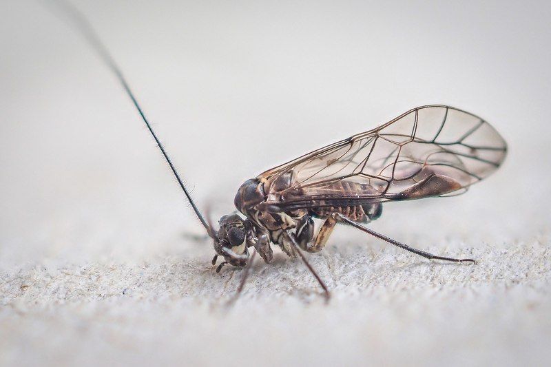 ... фото превью