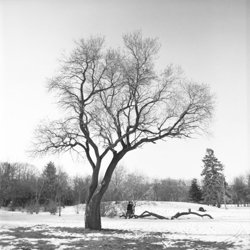 film, medium, format, 6x6, b&w, black, white, fuji, landscape, park, tree, winter, snow Snow Park фото превью