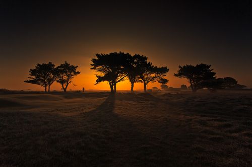 Irish Savannah