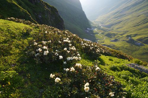 рододендроны на склоне