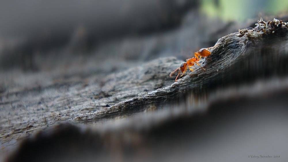 , Валерий Субачев