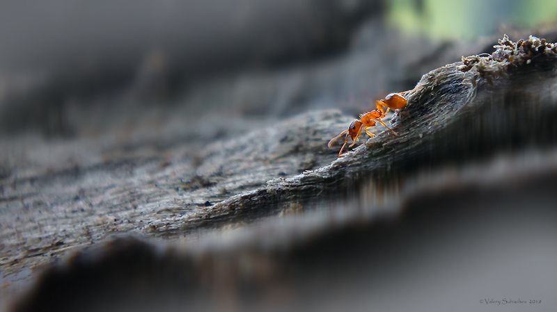 Бродяга фото превью