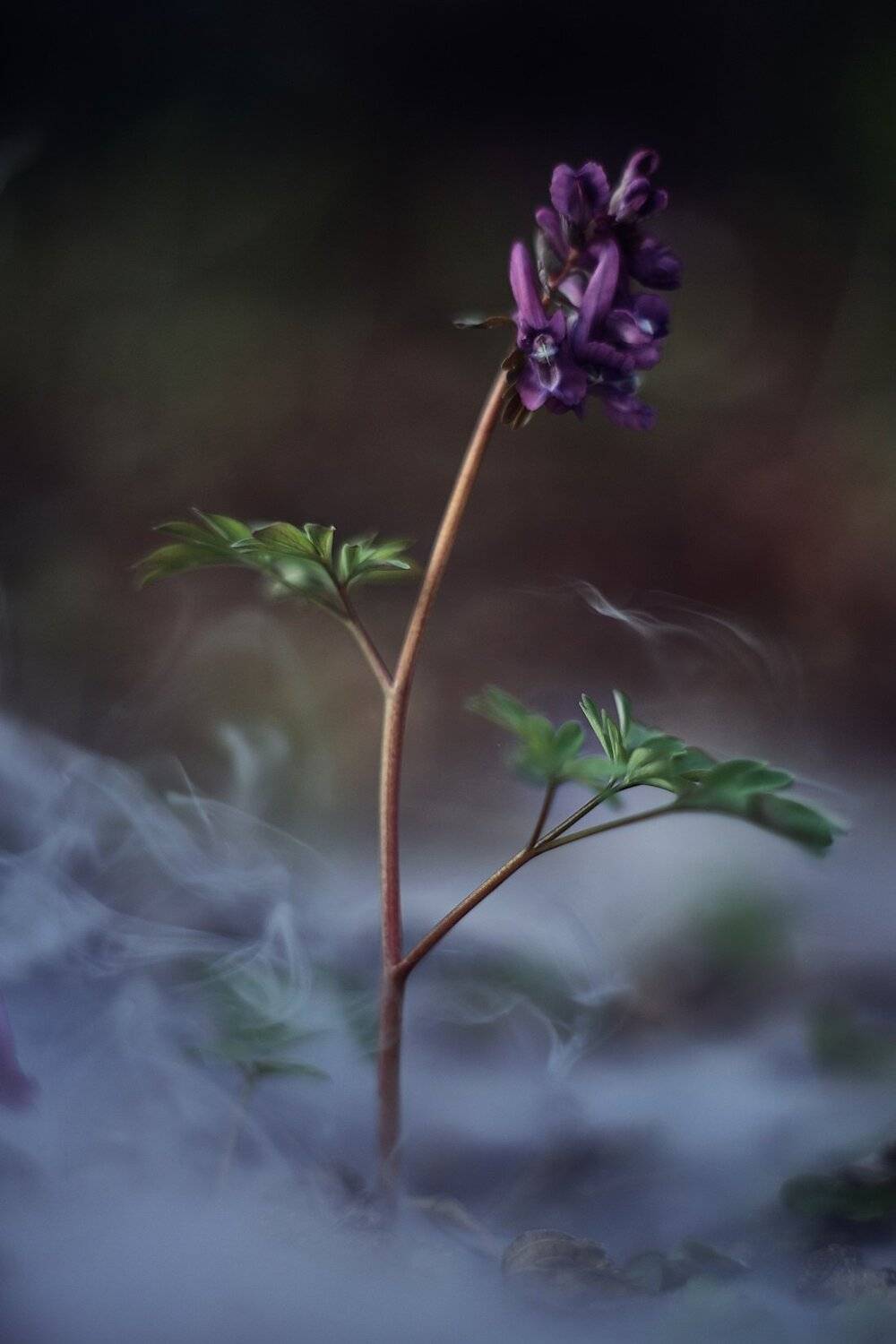 macro, smoke, nature, plant, sony, alpha, макро, природа, дым, Александр Фанковин