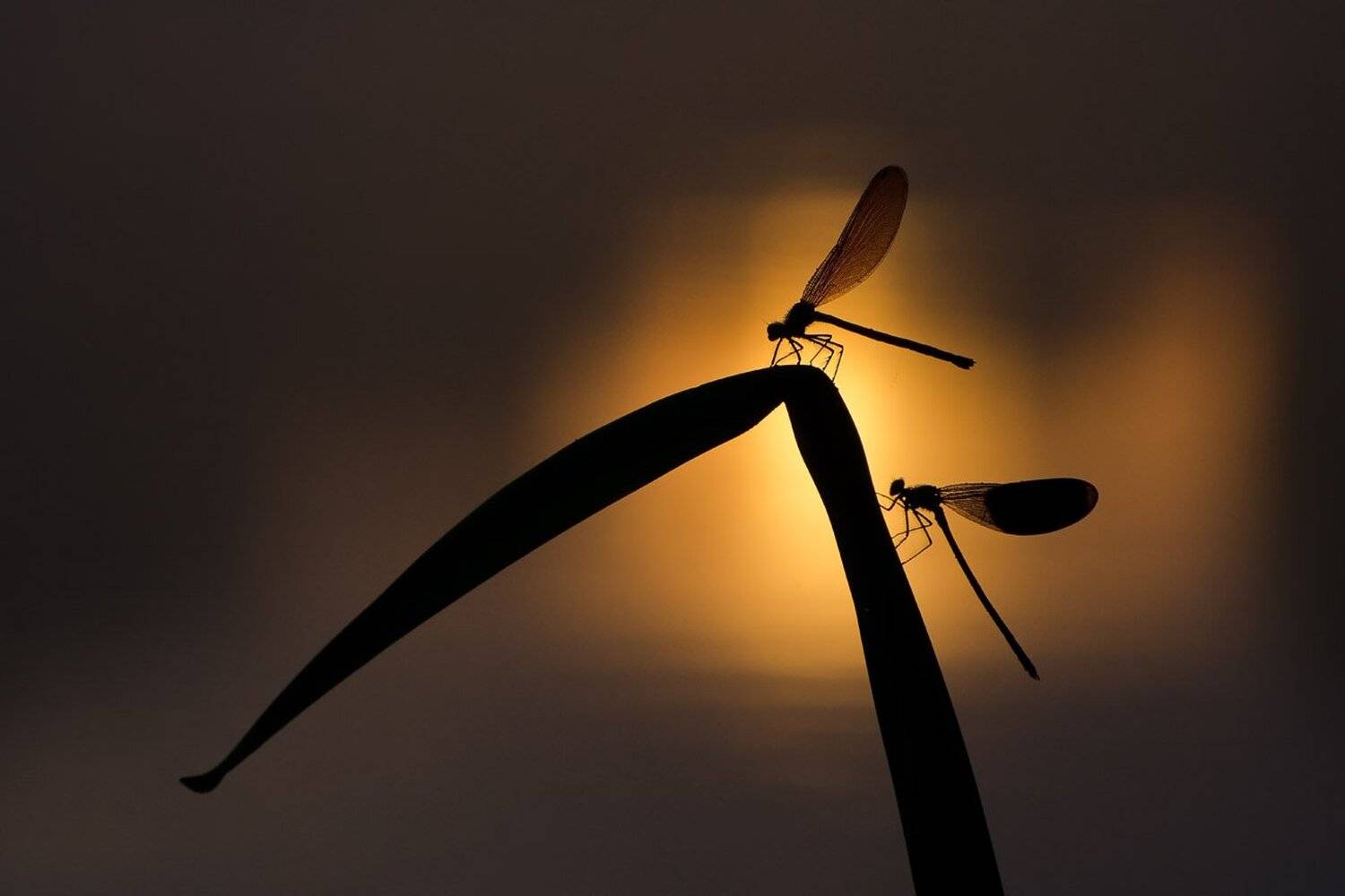 стрекозы, утро, рассвет, природа, Михаил Агеев