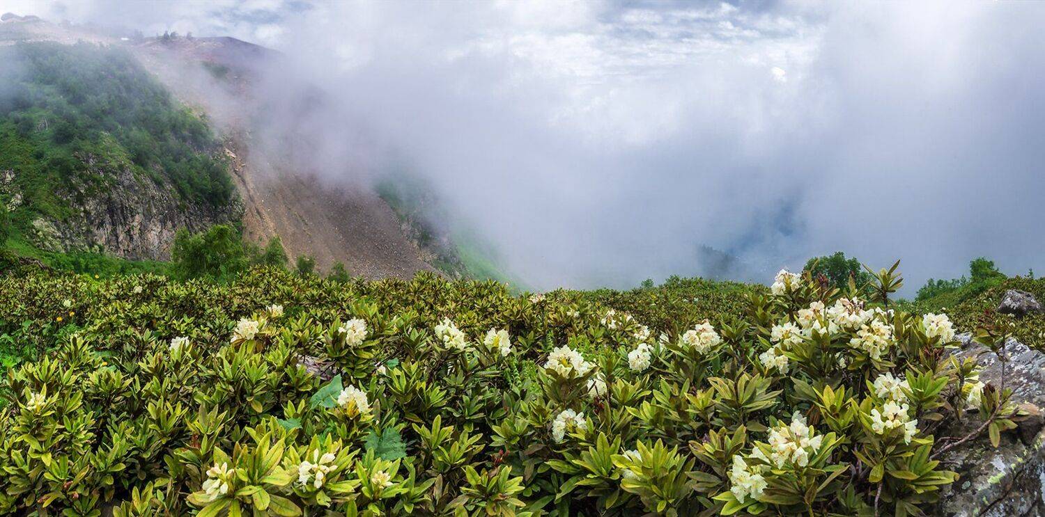 , Игорь Мелекесцев