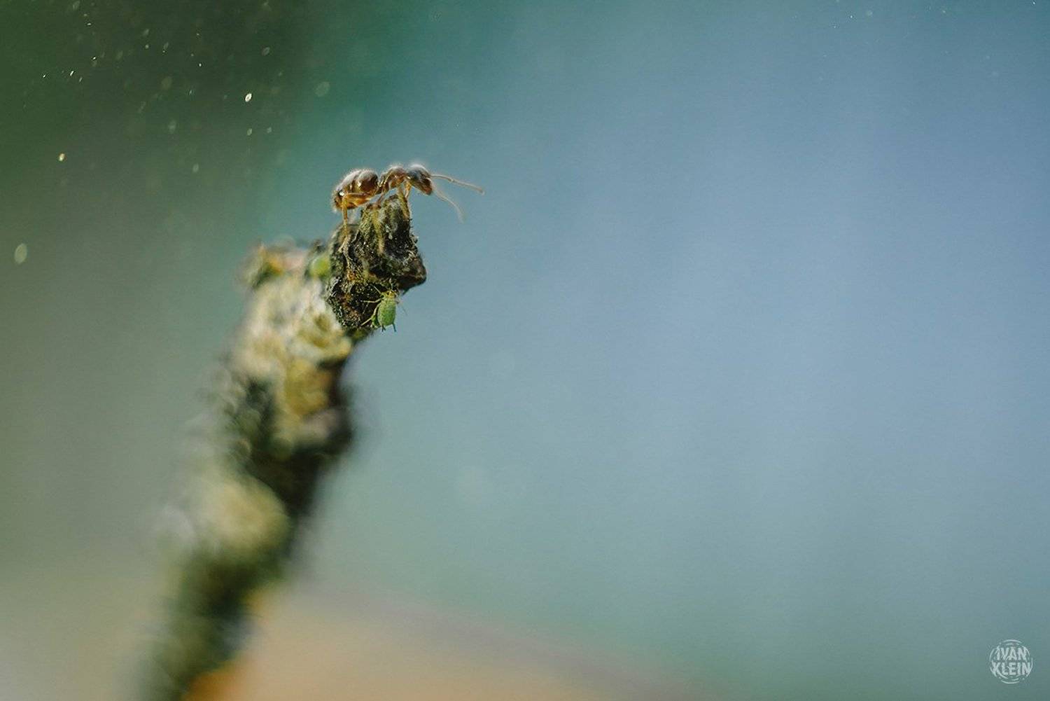 макро, макросъемка, муравей, насекомое, насекомые, природа, животное, животные, муравьи, тля, боке, грип,, Иван Клейн