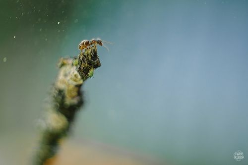 Муравей-командир