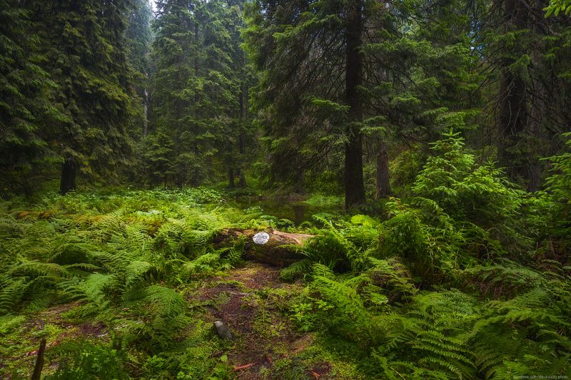 У горного озера фото превью