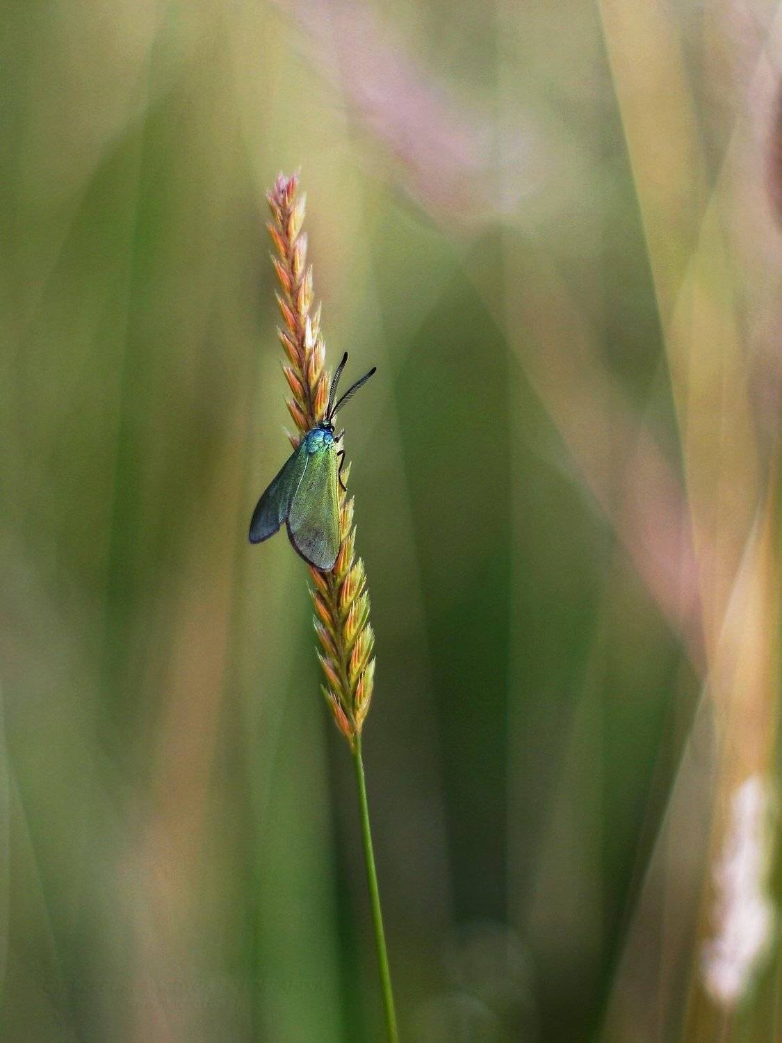 , Grzegorz macrofun Pazdyga