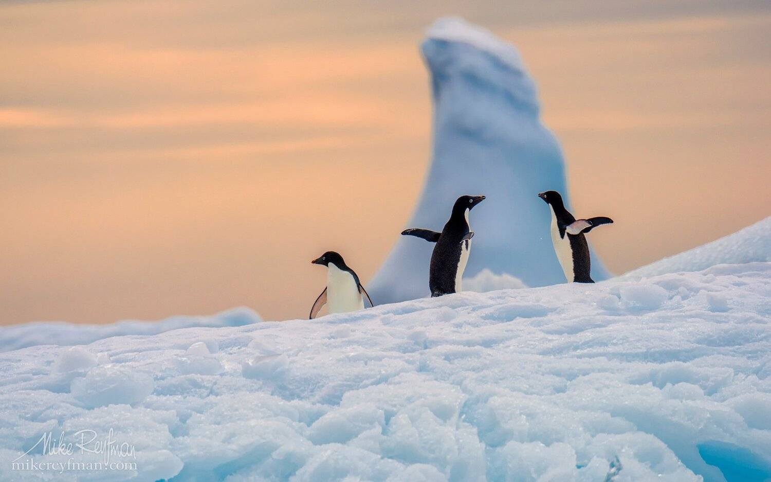 adelie, penguin, antarctic, antarctica, ice, blue, pink, cold, romantic, extreme, Майк Рейфман