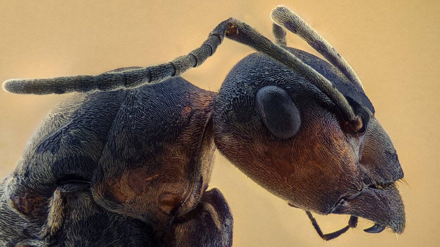 ceclii, macro, extrememacro, Tsvetan Ganev