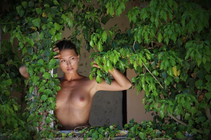 Efeu, green, Fenster, Window Efeu-Fenster фото превью