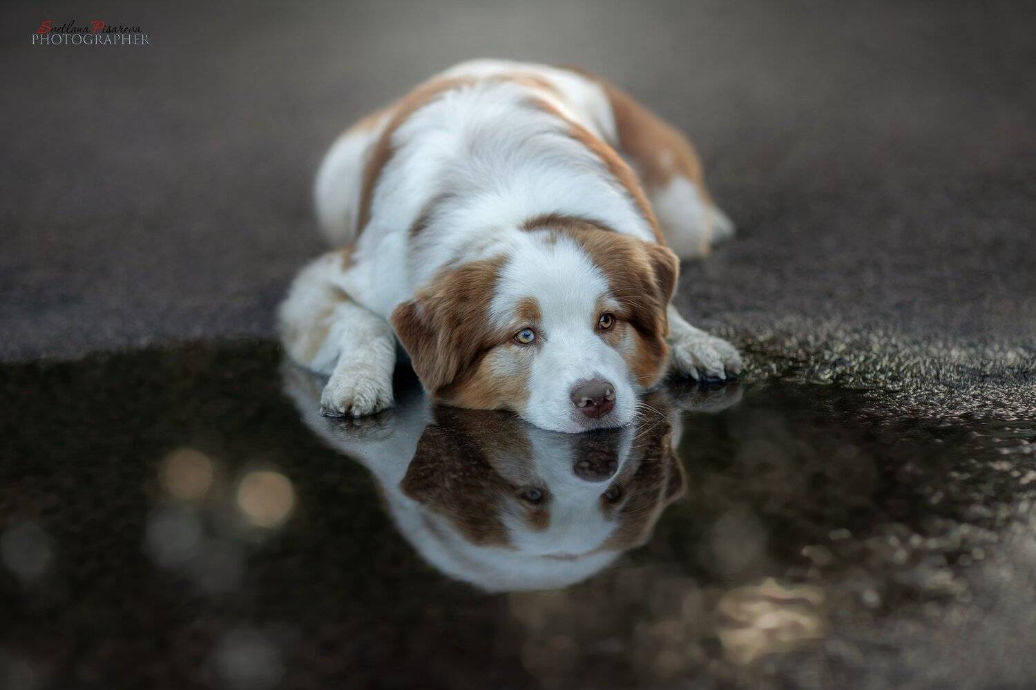 , Светлана Писарева