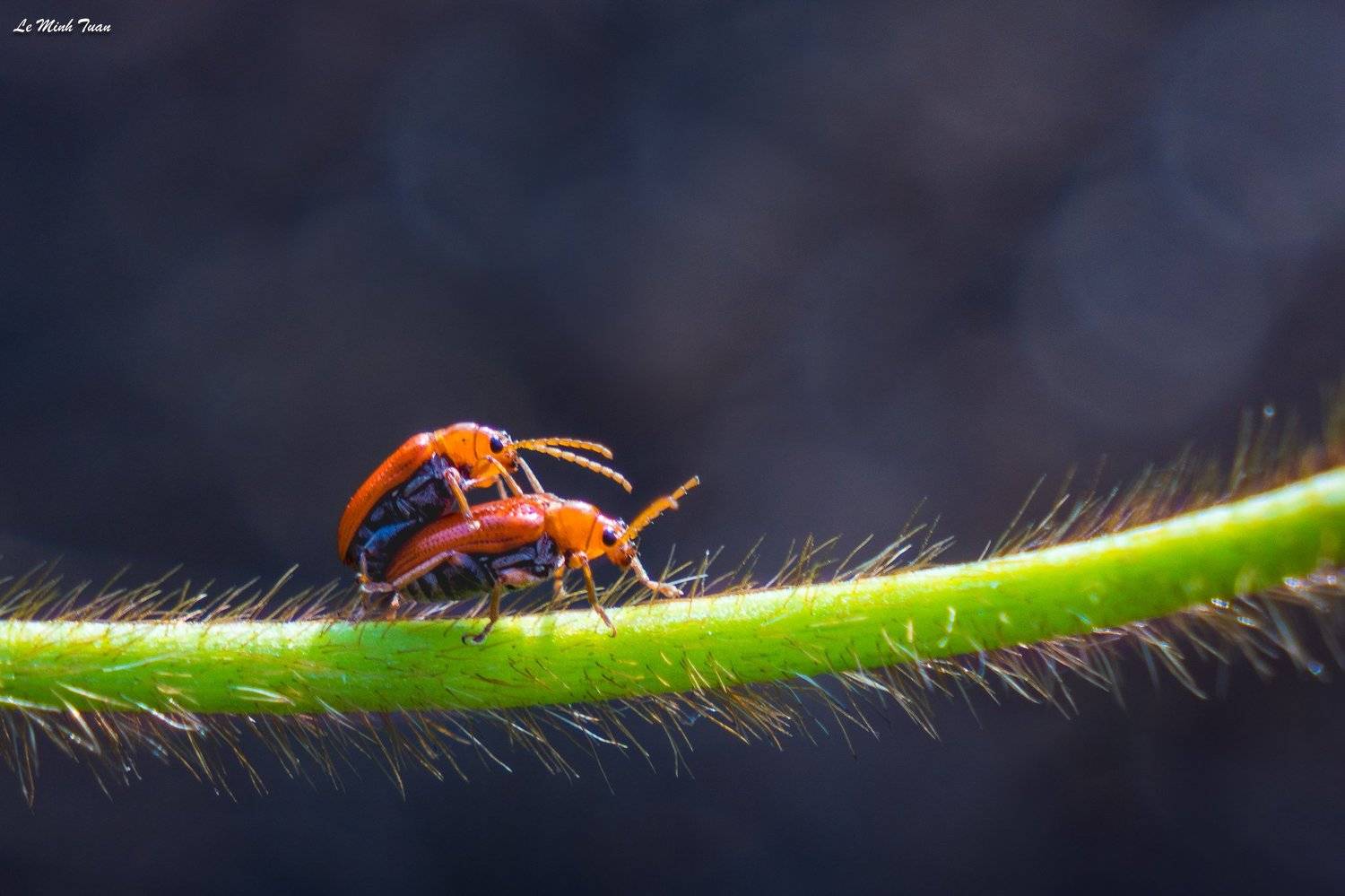 beetles, L&ecirc; Minh Tuấn