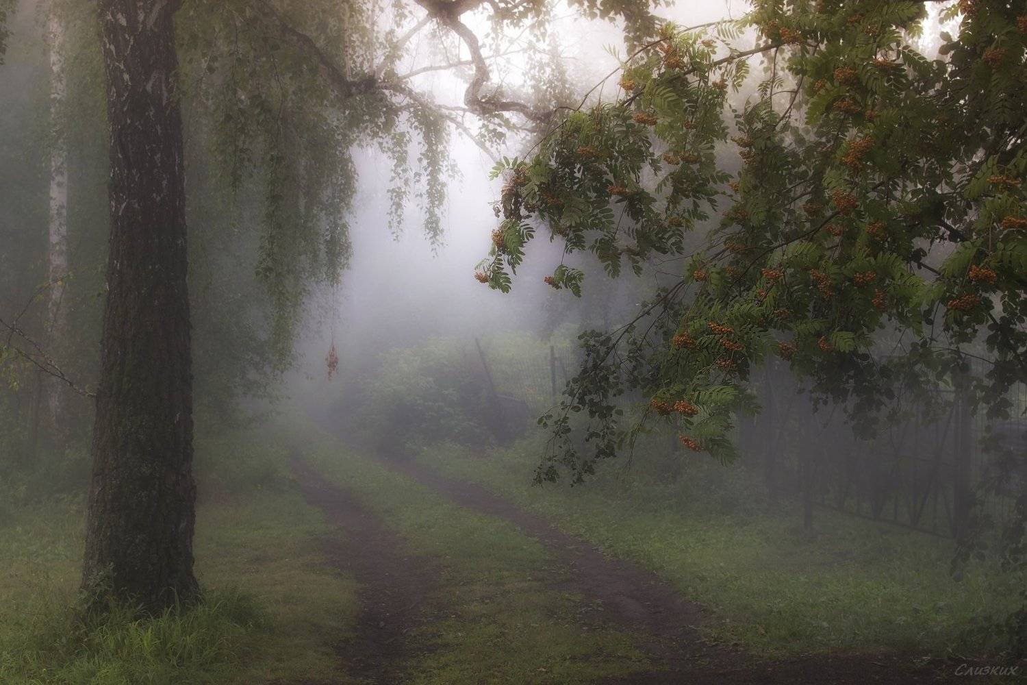 туман,пейзаж,август,утро,роса,рябина, Инаида