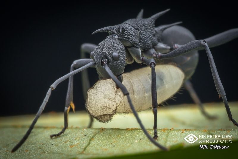 #spiny ant #nature #npl The Food of LIFE фото превью