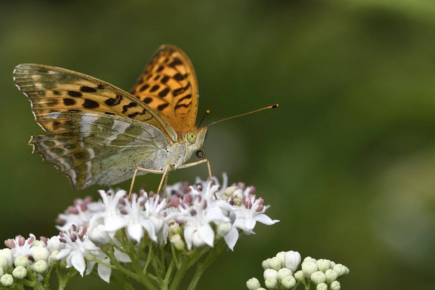 бабочка butterfly, Jaroslav Mego