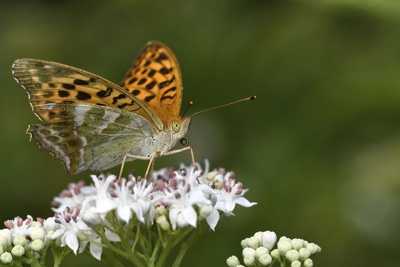 бабочка butterfly бабочка фото превью