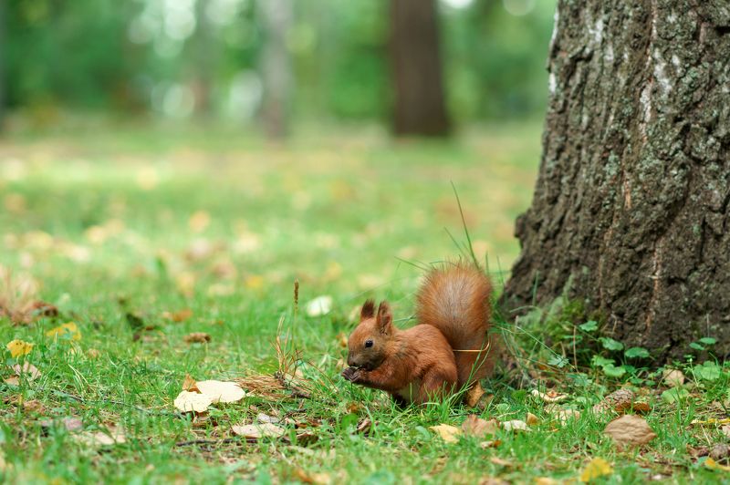 Тренировка на белках фото превью