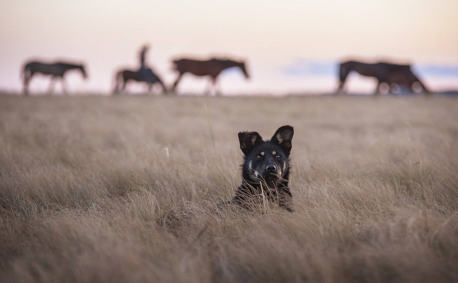 собака, пес, охранник, сторож, лошади, трава, орск, оренбужье, Илья Логачёв