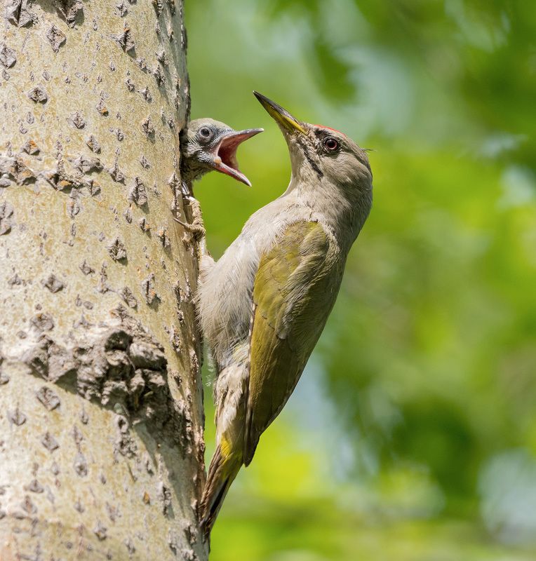 седой дятел седой дятел фото превью