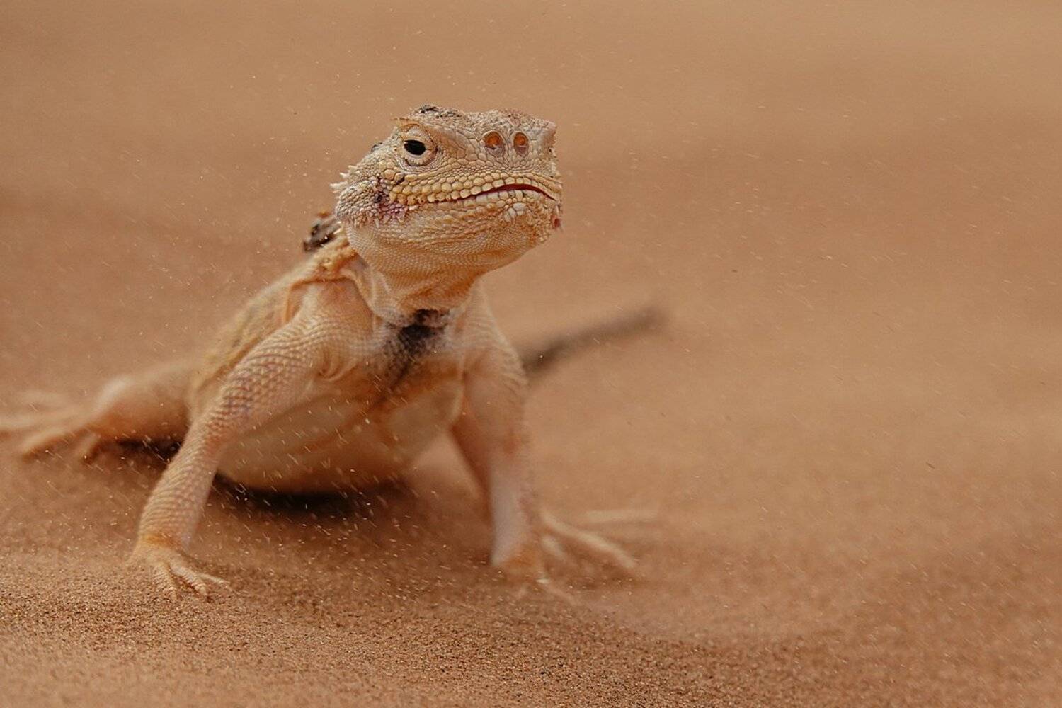 кругло головка ушастая, Александр Маркелов