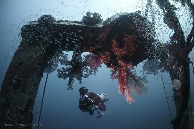 wreck fish underwater shipwreck stern Вторая жизнь фото превью