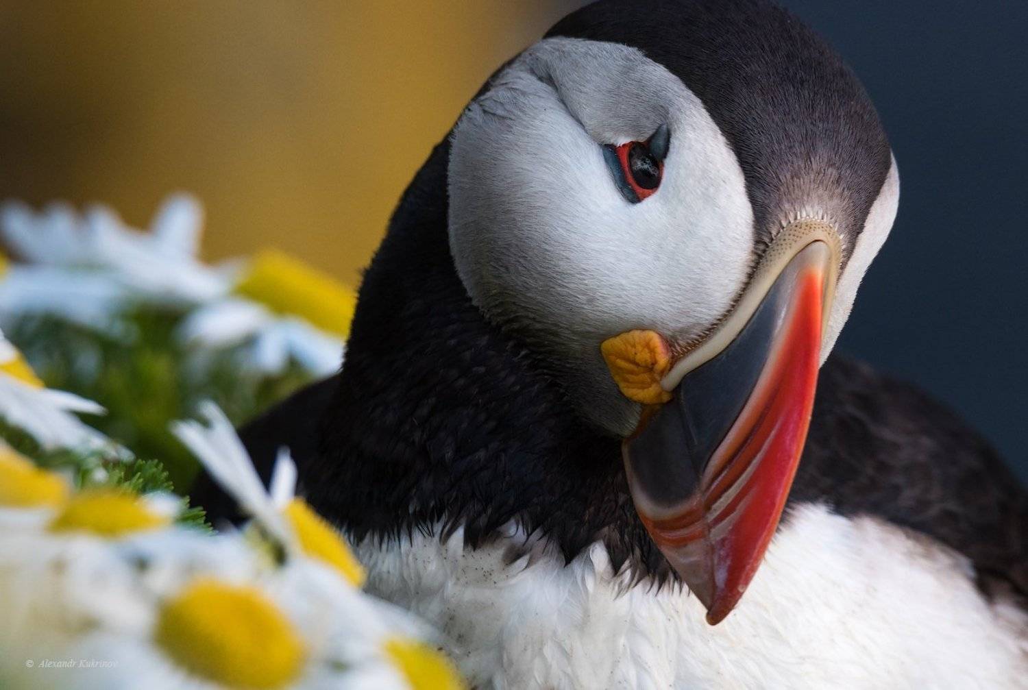 исландия, путешествия, island, travel,тупик,puffin, Александр Кукринов