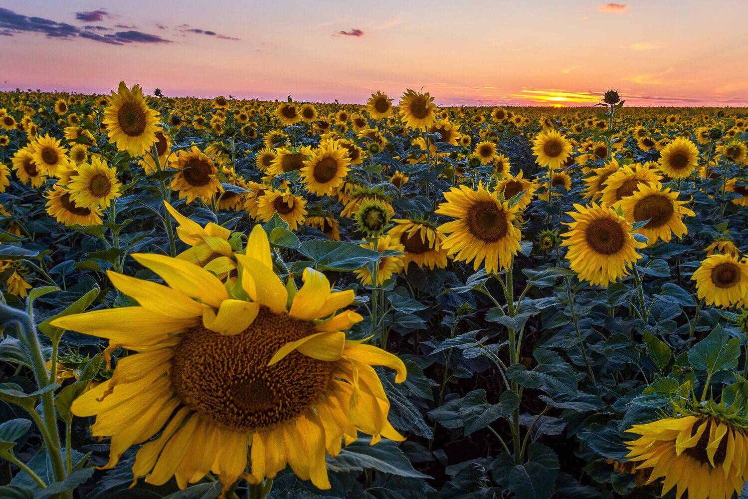 , Павел Сагайдак