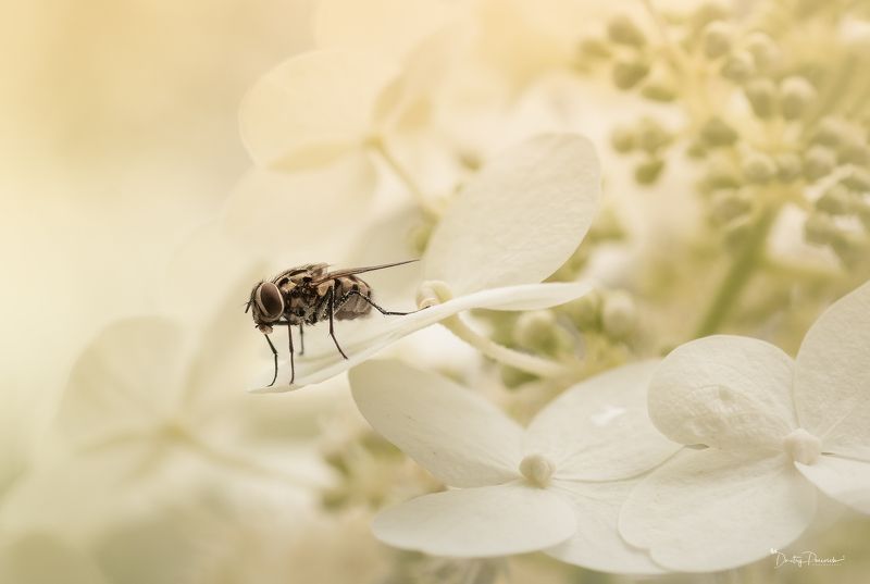 ... :) фото превью