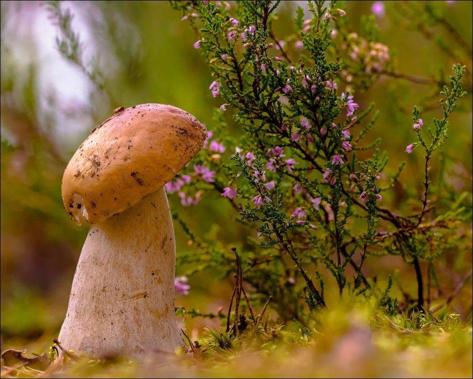 , Бурлов Андрей