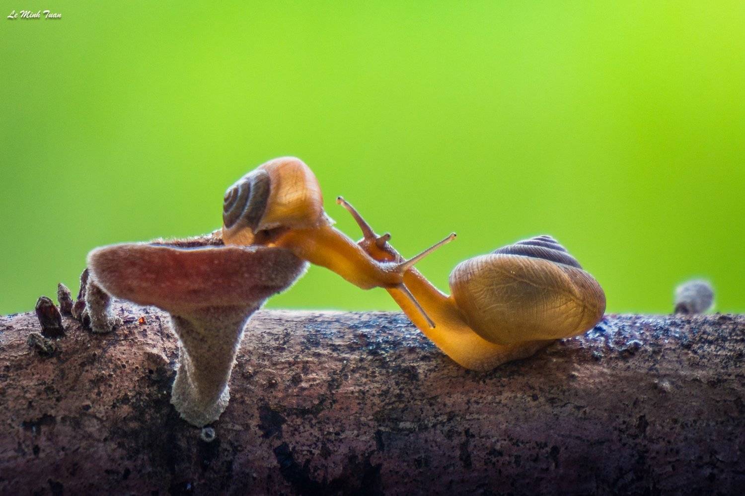 whisper, L&ecirc; Minh Tuấn