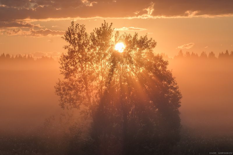 рассвет,утро,туман,лучи,дерево,лето,молога,восход,солнце Лучистое дерево фото превью
