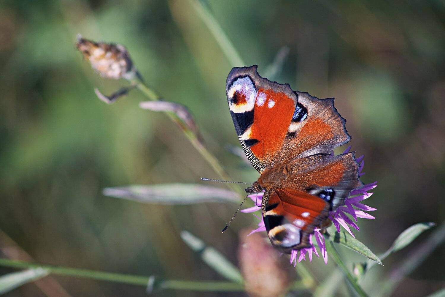бабочка,ветка,цвет,красный,желтый,крылья, Юрий Котов