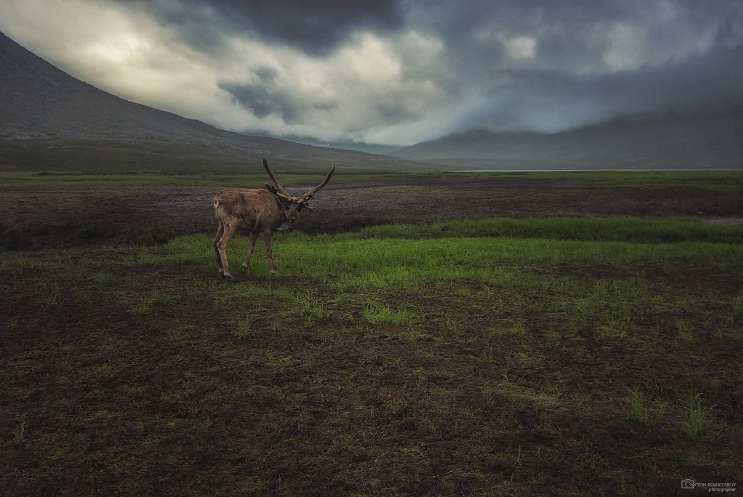 югыд ва, народная, манарага, олень, олени, долина, туман, Антон Кошетаров