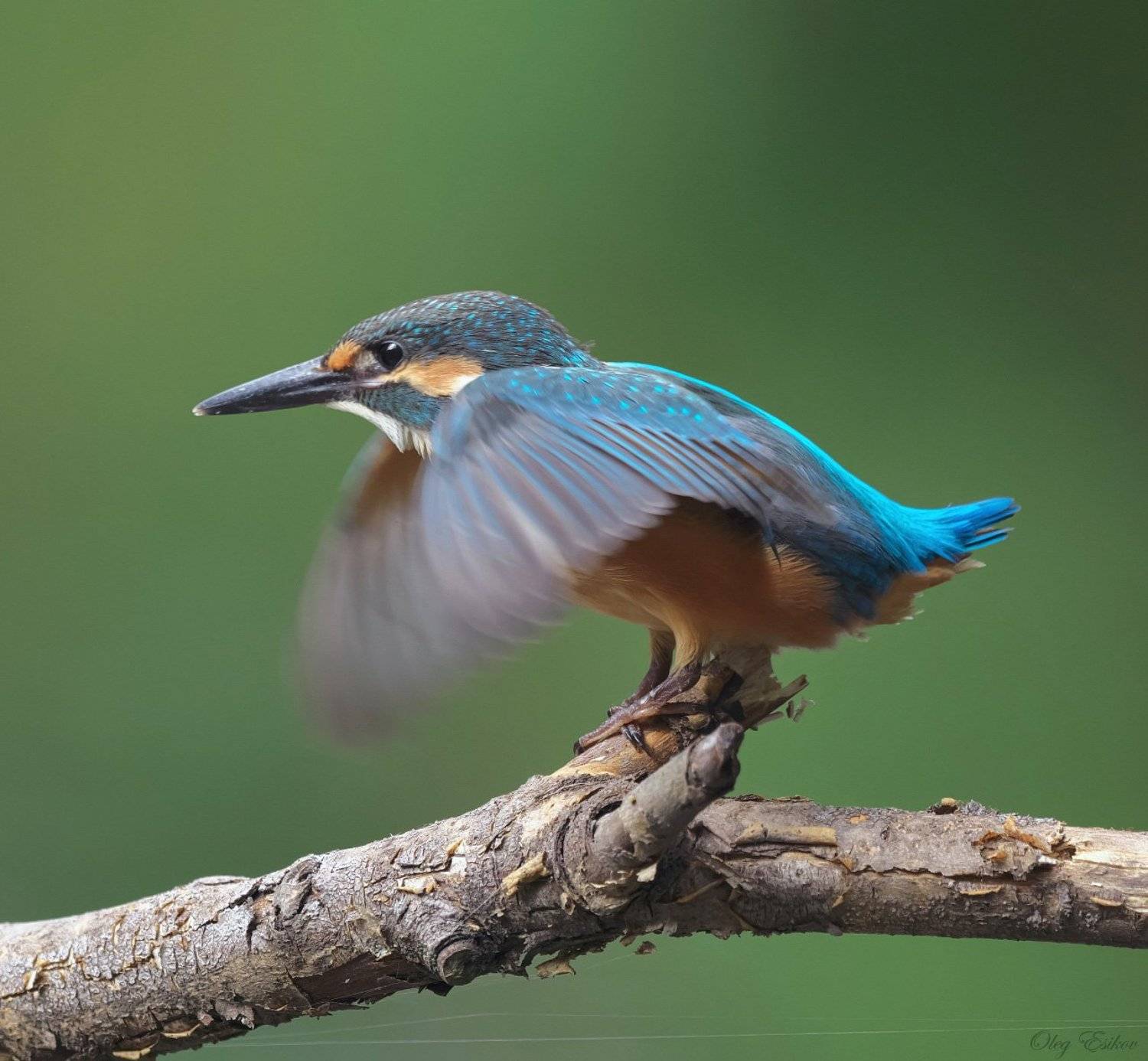 птицы,зимородок, Олег Есиков