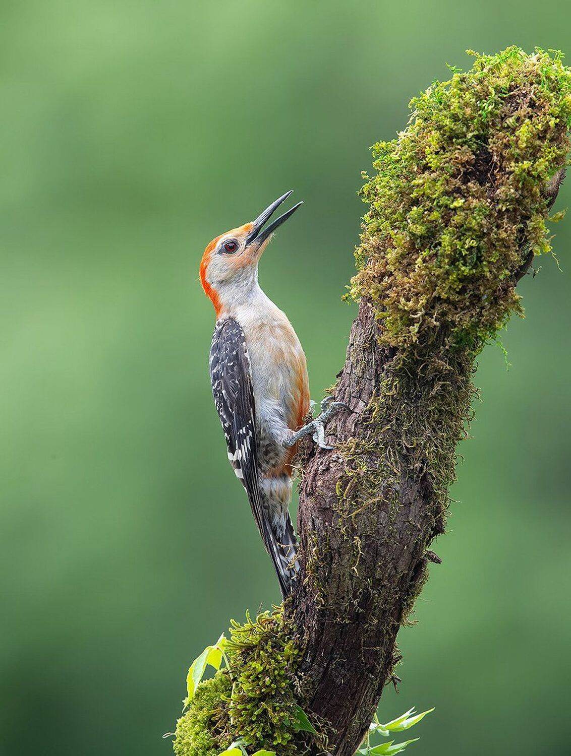 дятел, каролинский меланерпес, red-bellied woodpecker, woodpecker, Elizabeth Etkind
