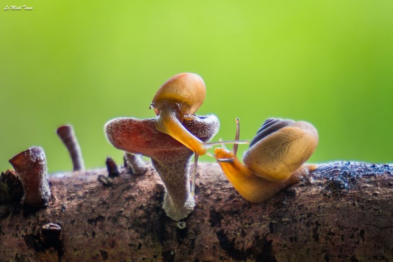 snails Talk about love фото превью