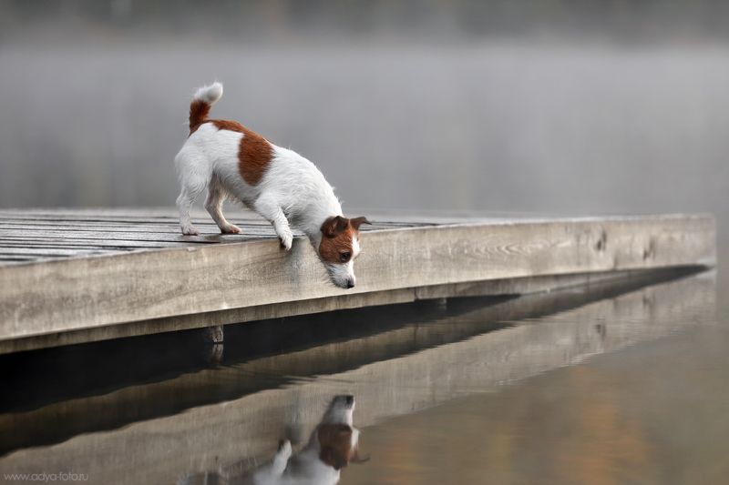 *** фото превью